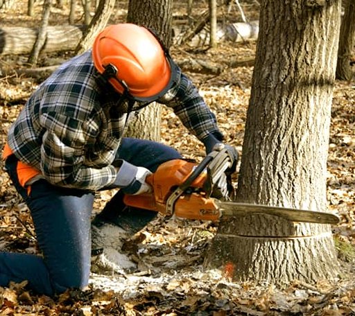 Tree Removal in Winter Harbor, ME